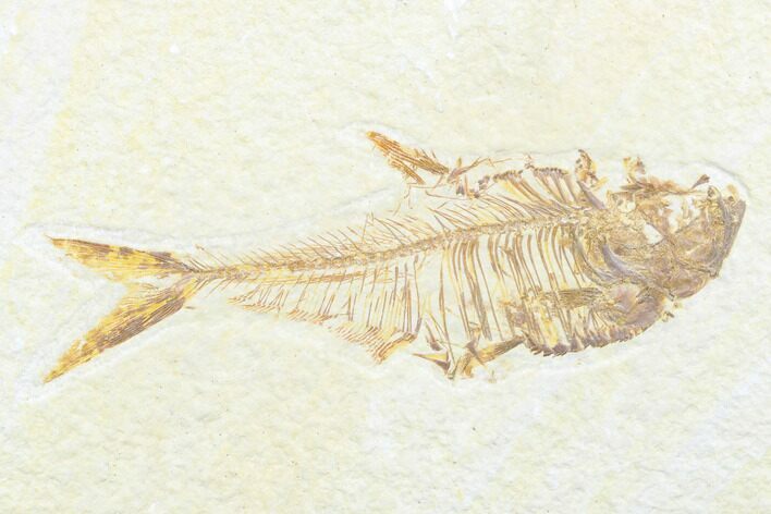 Fossil Fish (Diplomystus) - Wyoming #176320